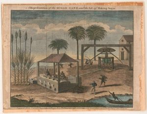 Sugar cane production